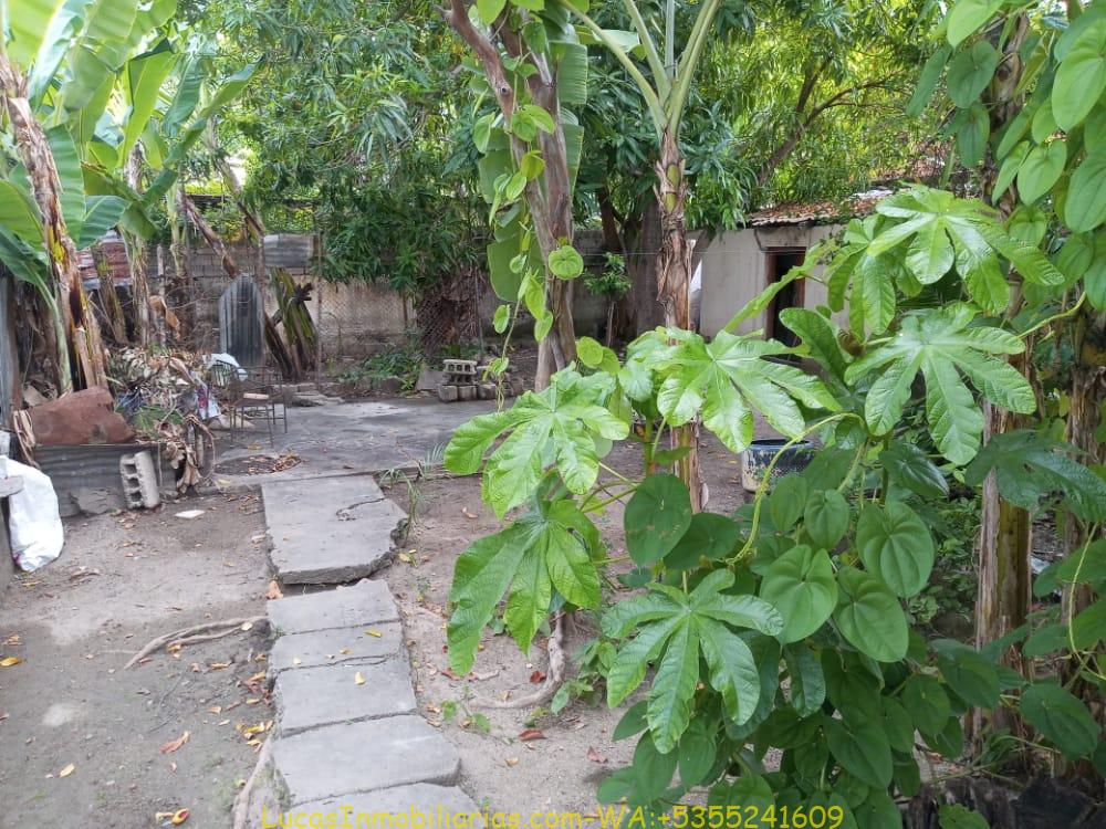 BIPLANTA