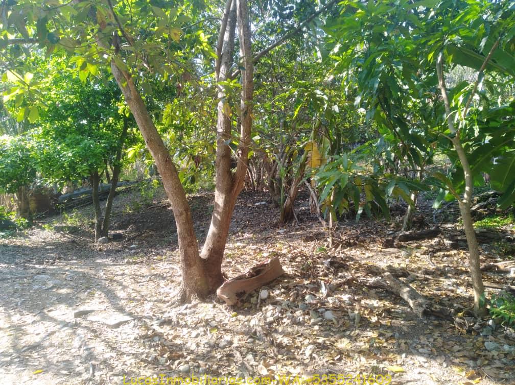FINCA