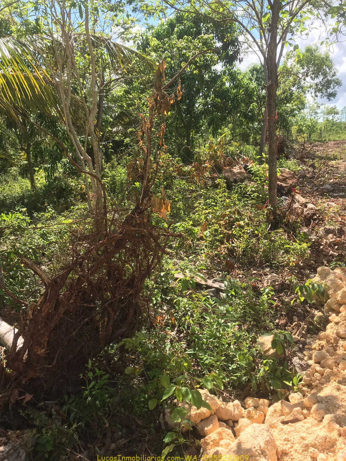 Terreno