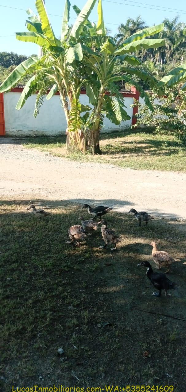 Finca y Negocio de Embutidos