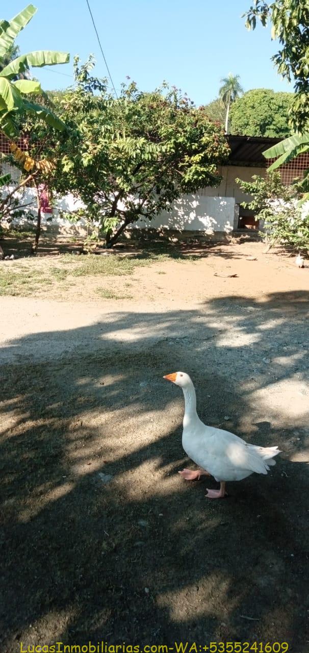 Finca y Negocio de Embutidos